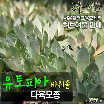 [허브여울모종] 왕까마중(보라농/폐기능개선/비염에효과)  허브모종 800원