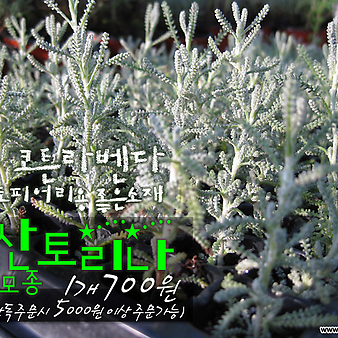 [허브여울모종] 산토리나 (코튼라벤다 Santolina/노지월동) 허브모종 700원