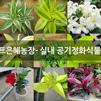 꽃마트은혜농장- 실내 공기정화식물 모음