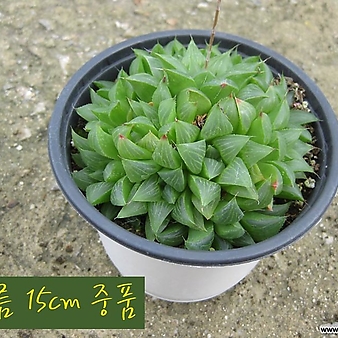 [허브여울다육] 수(Haworthia bayeri) 지름 15cm 중품 다육화분