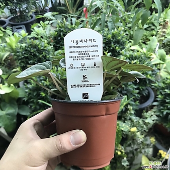 나폴리나이트(공기정화식물)에덴로소실버