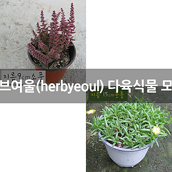 [허브여울다육] 허브여울(herbyeoul) 다육식물 모음