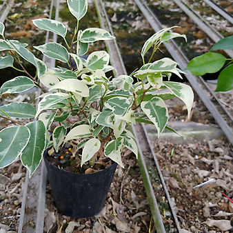 원종벤자민나무2개-1급공기정화식물