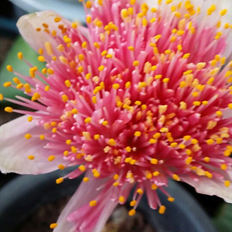 핑크알비프로스.핑크털군자란.구근류.핑크밍크분꽃 .꽃대있어요.몸 두개입니다.