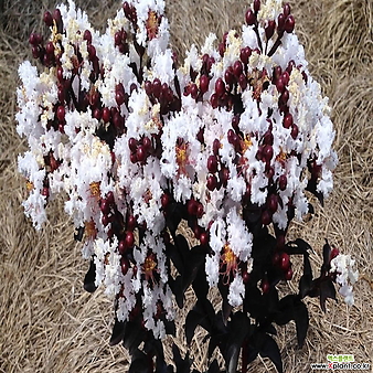 자엽백일홍나무 자엽배롱나무 (블랙다이아몬드) 흰색꽃, 삽목2년 화분묘,같이가치농원