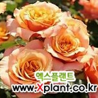 독일장미.4계.라 빌라 코타.예쁜환타오렌지색.old rose 향기.꽃10cm.아주예뻐요.정원관목장미.월동가능.상태굿.늦가을까지 피고 합니다.~