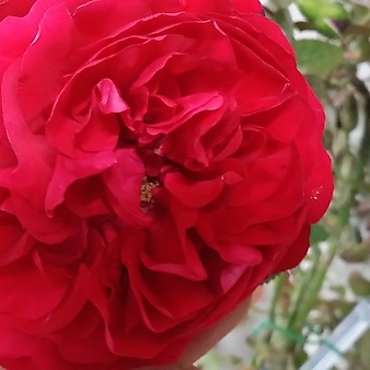 독일장미.플로렌티나.old rose 향기.예쁜 빨강색.(꽃형 예뻐요!).꽃10cm.울타리.넝쿨장미.월동가능.상태굿..늦가을까지 피고 합니다.~