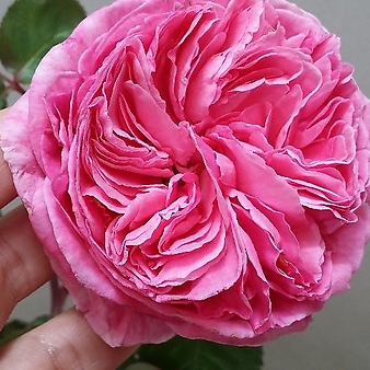 독일장미.키스미케이트.old rose 향기.예쁜 진한핑크색.(꽃형 예뻐요!).꽃8~10cm.울타리.넝쿨장미.월동가능.상태굿..늦가을까지 피고 합니다.~