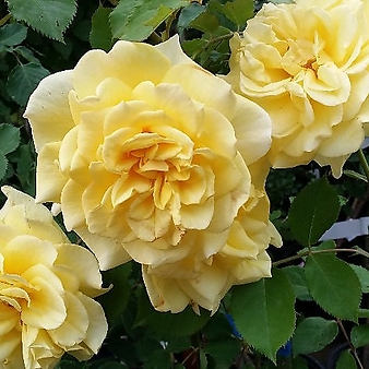 독일장미.4계.슈테른탈러.예쁜엘로우 노랑색.old rose 향기.꽃12cm.정원관목장미.월동가능.