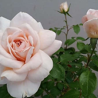 독일장미.4계.라이온스로즈.예쁜크림화이트색,연살구핑크색.old rose 향기.꽃7-8cm.정원관목장미.