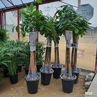 파키라 (신상)공기정화식물 키약170cm 한정수량판매