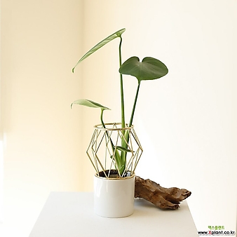 몬스테라 골드프레임 세라믹 화병+식물 SET _ 공기정화 수경재배식물