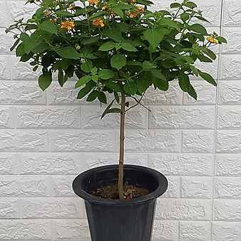 난타나36 - 공기정화식물