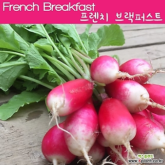 래디시키우기 프렌치 브랙퍼스트 French Breakfast Radish 학습용자료