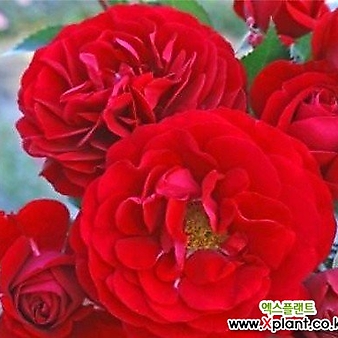 독일장미.4계.보르도.예쁜 빨강,레드색.old rose 향기.꽃10cm.아주예뻐요.정원장미.월동가능.상태굿.늦가을까지 피고 합니다.~