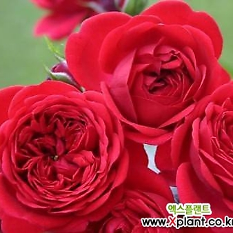 독일장미.4계.아웃오브로젠하임.예쁜 빨강,레드색.old rose 향기.꽃10cm.아주예뻐요.정원장미.월동가능.상태굿.늦가을까지 피고 합니다.~