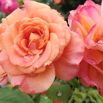 독일장미.4계.라빌라코타.예쁜환타오렌지색.old rose 향기.꽃10cm.아주예뻐요.정원관목장미.월동가능.상태굿.늦가을까지 피고 합니다.~~~
