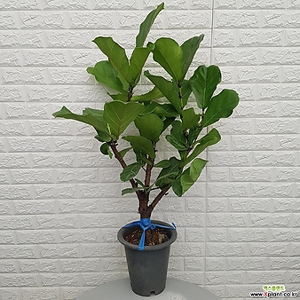 떡갈나무55 - 공기정화식물