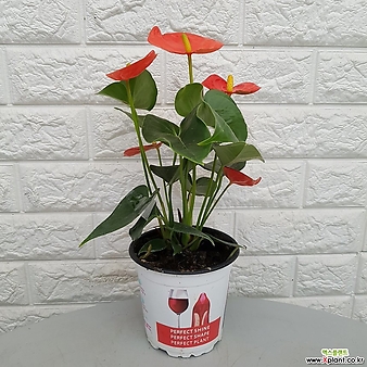 안스리움 빨강15 - 실내공기정화식물