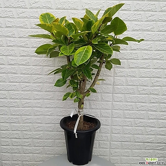 뱅갈고무나무55 - 공기정화식물