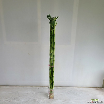 개운죽80cm,10개입/공기정화식물/온누리 꽃농원