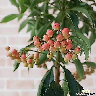 [도희씨네 정원] 빨간루비 열매 만냥금 195