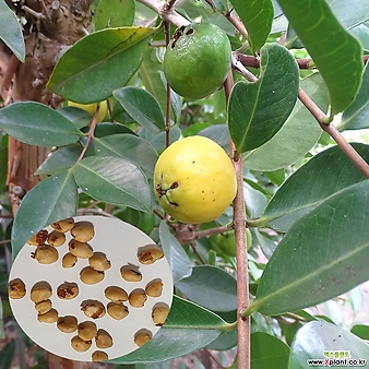 레몬구아바씨앗(100립)