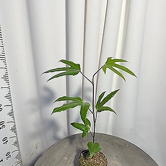 황칠나무 소 40cm