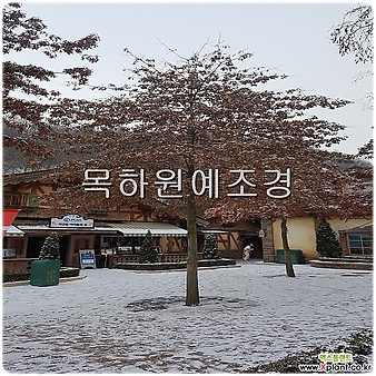 대왕참나무(핀오크),실생2년생특묘,목하원예조경