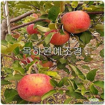 사과나무 묘목 (홍로) 접목1년특묘,목하원예조경