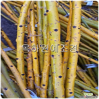 회화나무 묘목 (황금회화) 접목2년특묘,목하원예조경