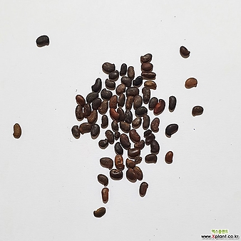 아까시나무씨앗(푸츠타바츠,헝가리품종)30g(1,000립)