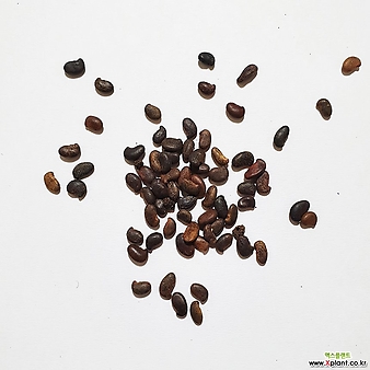 아까시나무씨앗(니제구이, 헝가리품종)30g(1,000립)