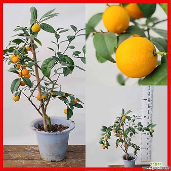 꽃과나무 ] 레몬오렌지 / 유실수 / 열매 / 향기 / 봄꽃 / 교배종 / 최저온도5도 / 한국산