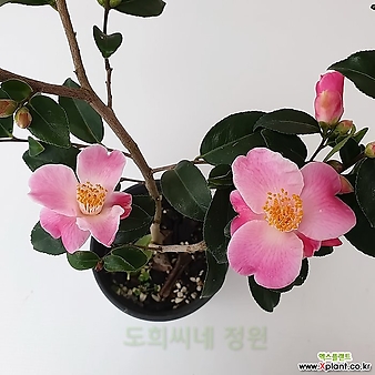 [도희씨네 정원] 러블리한 핑크빛 미니 향기동백 150