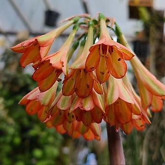 키르탄서스 헤레이.오렌지색.색상예뻐요.꽃대있어요.고급종.