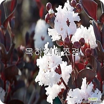 자엽백일홍나무 묘목 자엽배롱 (블랙다이아몬드) 흰색꽃 삽목2년특묘,목하원예조경