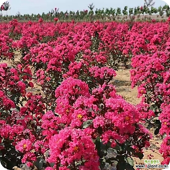 배롱나무 백일홍나무 묘목 (핑크벨로) 삽목2년특묘,같이가치농원