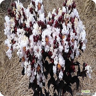 자엽백일홍나무 묘목 자엽배롱 (블랙다이아몬드) 흰색꽃 삽목2년특묘,같이가치농원