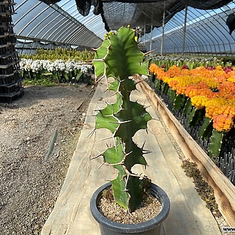 기린관 기린각 선인장 희귀식물 Euphorbia grandicornis 재배분5호
