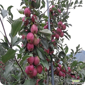 사과나무 묘목 미니사과 (알프스오토메) 접목1년특묘,목하원예조경