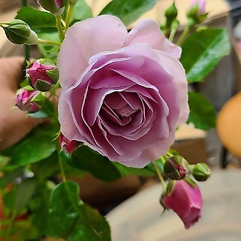 독일장미.4계.코르데스.노티카.예쁜라벤다블루색.블루보라색.old rose 향기.꽃5-6cm.정원장미.