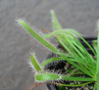 긴잎끈끈이주걱 식충식물