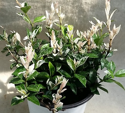 Trachelospermum asiaticum Tricolor 