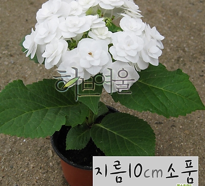 [허브여울] 흰색꽃 수국 (장미수국 노지월동) 지름 10cm 소품화분