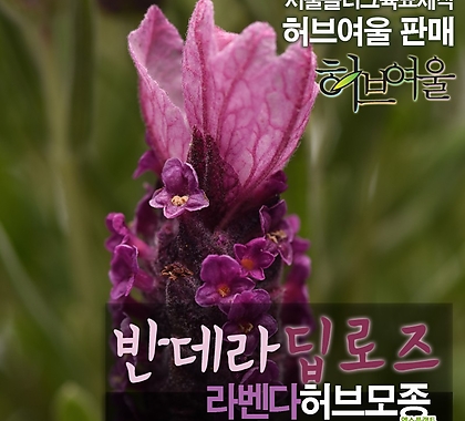 [허브여울모종] 반데라 딥로즈 (라벤다 노지월동)  상토만사용 서울육묘생산 정품허브모종