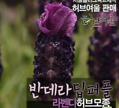 [허브여울모종] 반데라 딥퍼플 (라벤다 노지월동)  상토만사용 서울육묘생산 정품허브모종