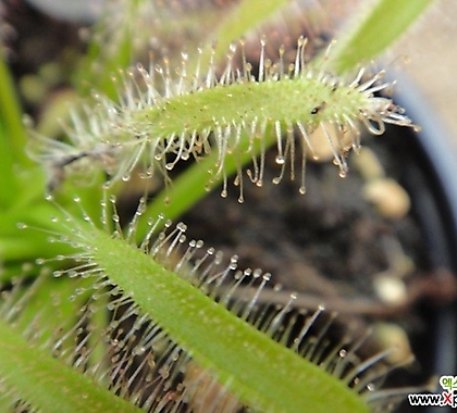 긴잎끈끈이주걱-,해충,하루살이벌레잡이식충식물 - 벌레잡이 식충식물