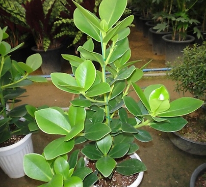 Ficus elastica -