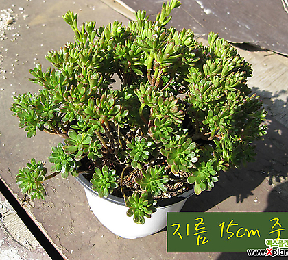 Aeonium arnoldii []   15cm